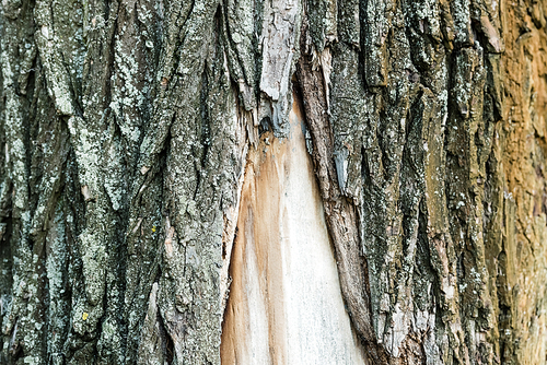 close up view of rough bark of old tree, ecology concept