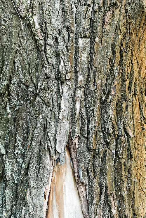 close up view of textured bark of aging tree, ecology concept