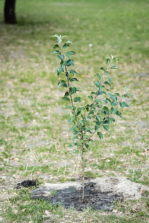 young green tree growing on blurred background, ecology concept