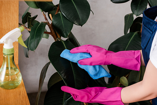 Cropped view of cleaner using rag while cleaning leaves of plant near spray bottle