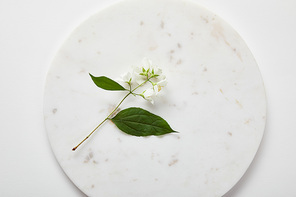 top view of plate with jasmine on white surface