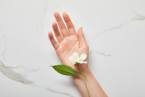 cropped view of woman hand with jasmine on white surface