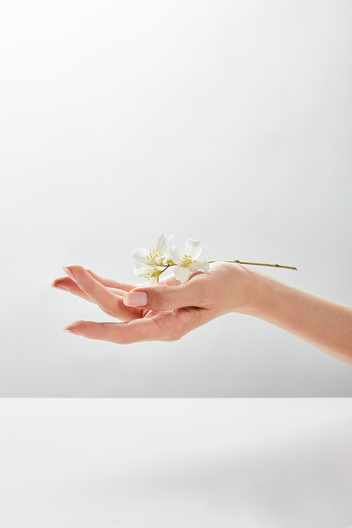 cropped view of woman holding jasmine on hand