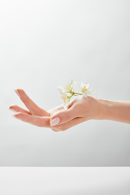 cropped view of woman holding jasmine on hand