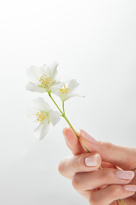 cropped view of woman holding jasmine flowers in hand