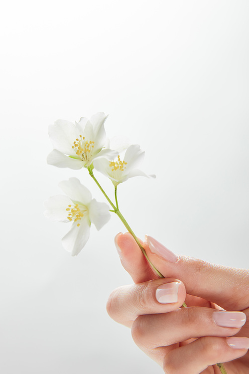 cropped view of woman holding jasmine flowers in hand