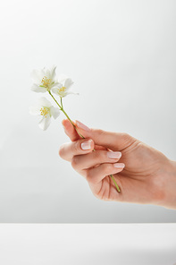 cropped view of woman holding jasmine in hand