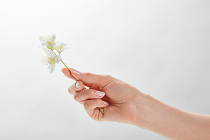 cropped view of woman holding jasmine in hand