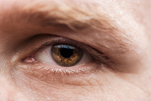 close up view of mature man brown eye with eyelashes and eyebrow