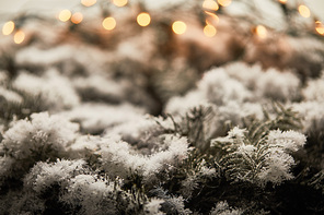 close up of spruce branches in snow with blurred christmas lights