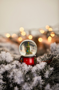 decorative snowball with christmas tree standing on spruce branches in snow with blurred lights