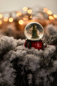 little snowball with christmas tree standing on spruce branches in snow with lights bokeh