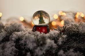 decorative snowball with christmas tree standing on spruce branches in snow with lights bokeh
