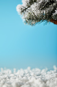spruce branches in snow on blue for christmas background