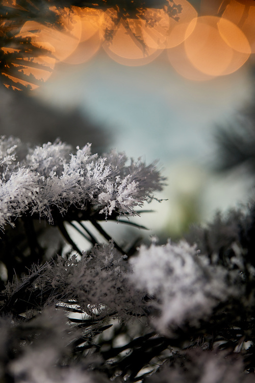 close up of spruce branches in snow with christmas lights bokeh