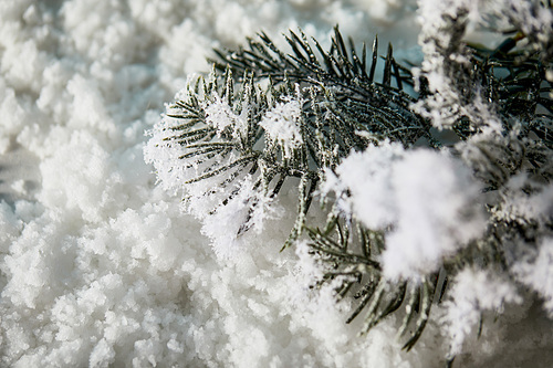 close up of spruce branches in snow for christmas background