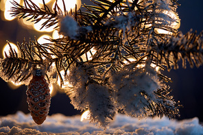 close up of spruce branches in snow with decorative pine cone and christmas lights bokeh at night