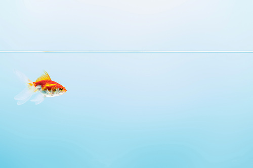 pure calm water with goldfish on blue background