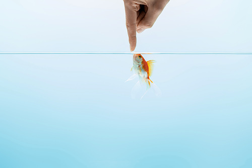 cropped view of man touching goldfish in transparent pure calm water on blue background