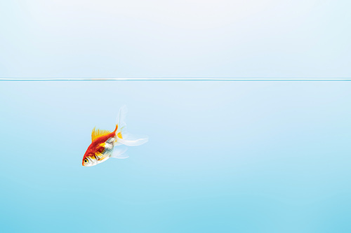 transparent pure calm water with swimming goldfish on blue background