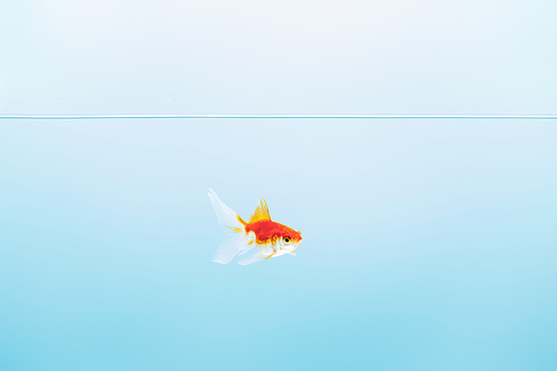 transparent pure calm water with cute goldfish on blue background