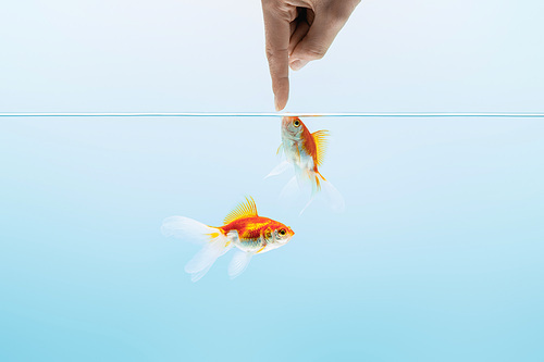 cropped view of man touching goldfishes in transparent pure calm water on blue background
