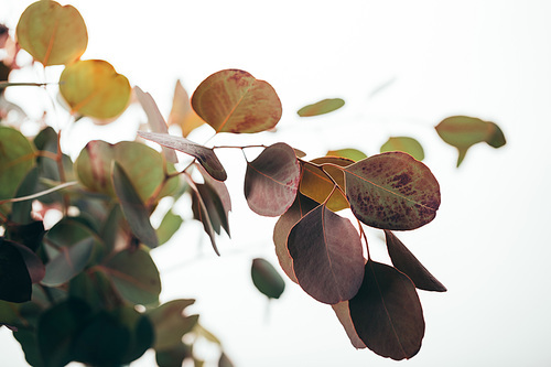 selective focus of green eucalyptus branches isolated on white