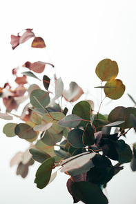 selective focus of eucalyptus branches isolated on white