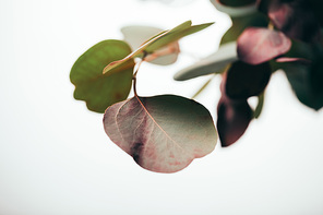 close up of green eucalyptus branches isolated on white