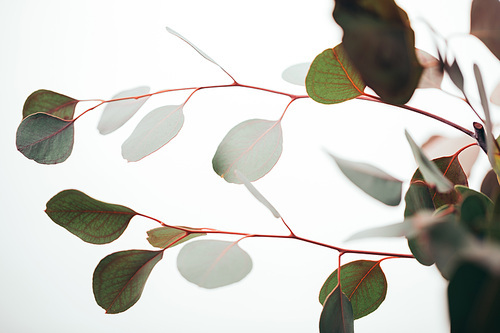 close up of eucalyptus branches isolated on white