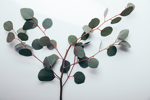 top view of green eucalyptus branches on white