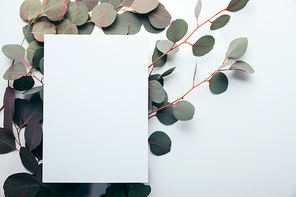 top view of eucalyptus branches with empty page on white
