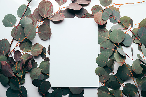 top view of eucalyptus leaves with empty page on white