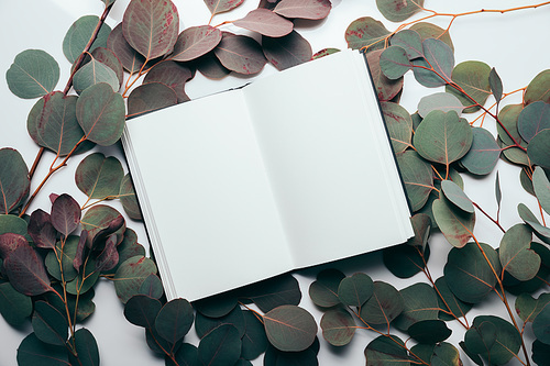 top view of eucalyptus leaves with empty notebook on white
