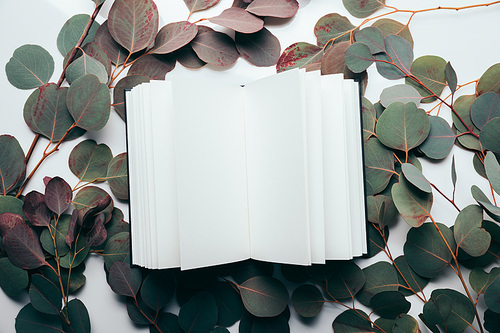 top view of eucalyptus branches with empty notebook on white