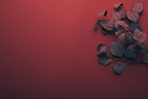 top view of eucalyptus leaves on red with copy space