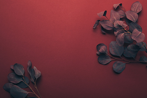 top view of eucalyptus branches on red with copy space