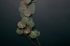 top view of green eucalyptus branches with leaves on black