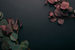 top view of eucalyptus leaves on black with copy space