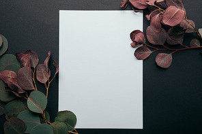 top view of eucalyptus branches with empty page on black