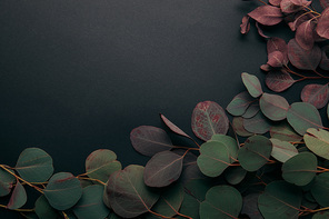 top view of green eucalyptus branches on black with copy space