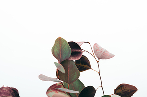 close up of green eucalyptus leaves isolated on white