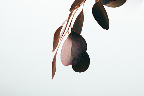 close up of eucalyptus branch with dark leaves isolated on white