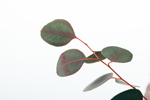 close up of eucalyptus branch with green leaves isolated on white