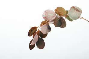 close up of eucalyptus branch with leaves isolated on white
