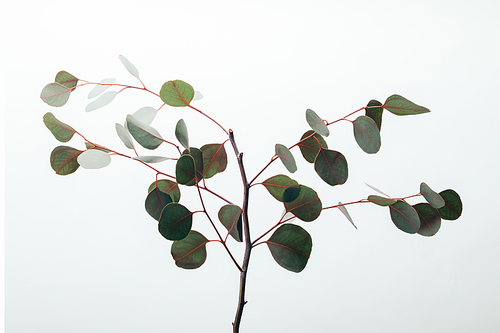 green eucalyptus branches with leaves isolated on white