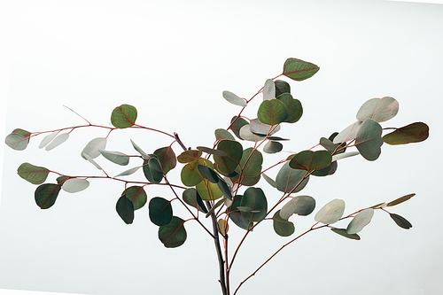 decorative green eucalyptus branches isolated on white