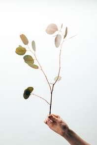 cropped view of woman holding eucalyptus isolated on white