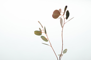 green decorative eucalyptus branches isolated on white