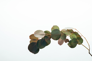closeup of green eucalyptus plant isolated on white